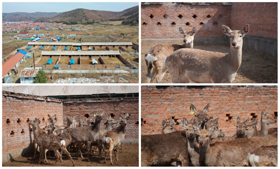 通化金匯生態(tài)農(nóng)業(yè)發(fā)展有限公司(圖1) DSC06223_conew1.jpg